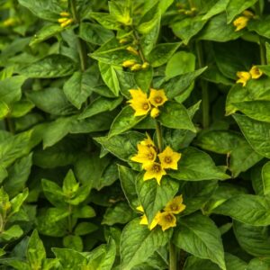 LYSIMACHIA PUNCTATA, L, MAZZA D'ORO PUNTEGGIATA, PRIMULACEAE, EUROPA SUDORIENTALE - 4307