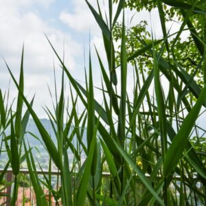 PHRAGMITES AUSTRALIS, CANNUCCIA DI PALUDE, POACEAE - 4312