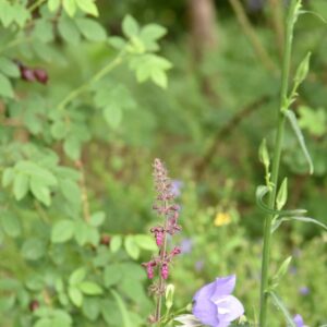 LEOPOLDIA COMOSA, GIACINTO DAL PENNACCHIO, LILIACEAE, REGIONE MEDITERRANEA - 4319