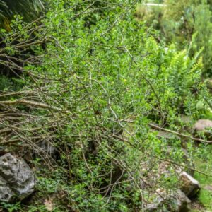 CORONILLA VALENTINA, L, CORNETTA DI VALENZA, FABACEAE, REGIONE MEDITERRANEA SUD OCCIDENTALE
