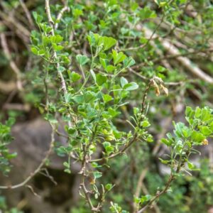 CORONILLA VALENTINA, L, CORNETTA DI VALENZA, FABACEAE, REGIONE MEDITERRANEA SUD OCCIDENTALE
