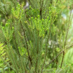 ERICA CARNEA, ERICACEAE, SUD EUROPA, PENISOLA IBERICA, ALPI, BALCANI - 4328