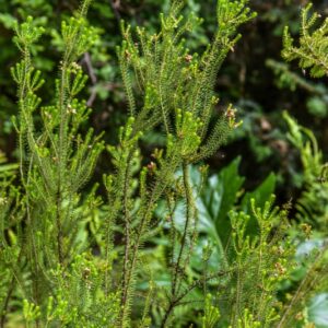 ERICA CARNEA, ERICACEAE, SUD EUROPA, PENISOLA IBERICA, ALPI, BALCANI - 4329