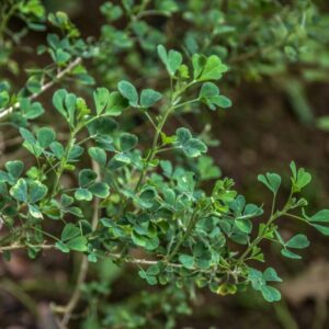 IBERIS SEMPERVIRENS, L, IBERIDE SEMPREVERDE, BRASSICACEAE - 4332