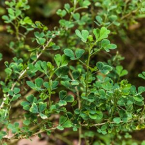 IBERIS SEMPERVIRENS, L, IBERIDE SEMPREVERDE, BRASSICACEAE - 4331