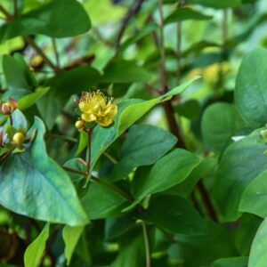 HYPERICUM ANDROSAEMUM, L, ERBA DI SAN GIOVANNI ARBUSTIVA, CLUSIACEAE, EUROPA OCCIDENTALE - 4335