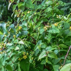 HYPERICUM ANDROSAEMUM, L, ERBA DI SAN GIOVANNI ARBUSTIVA, CLUSIACEAE, EUROPA OCCIDENTALE - 4336