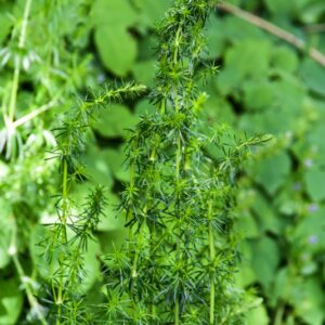 4339-GALIUM VERUM, L, CAGLIO ZOLFINO, RUBIACEAE, EURASIA