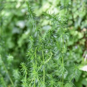 GALIUM VERUM, L, CAGLIO ZOLFINO, RUBIACEAE, EURASIA - 4338