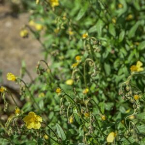 HELIANTHEMUM NUMMULARIUM, L, ELINTEMO MAGGIORE, CISTACEAE, EUROPA, CAUCASO - 4341