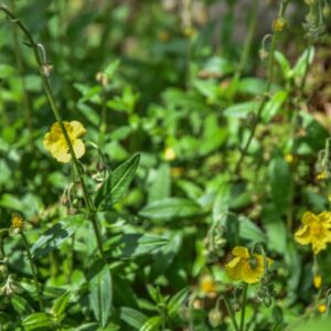 HELIANTHEMUM NUMMULARIUM, L, ELINTEMO MAGGIORE, CISTACEAE, EUROPA, CAUCASO - 4342