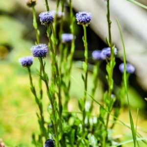 GLOBULARIA PUNCTATA LAPEYR, GLOBULARIA PUNTEGGIATA, GLOBULARIACEAE, EUROPA MERIDIONALE - 4345
