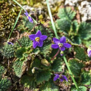 RAMONDA MYCONI, GESNERIACEAE, PIRENEI - 4347