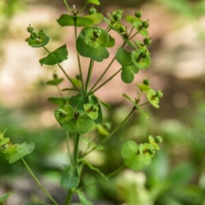 EUPHORBIA AMYGDALOIDES, L, EUFORBIA DELLE FAGGETE, EUPHORBIACEAE - 4350