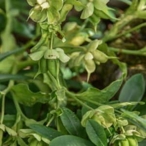HELLEBORUS FOETIDUS, L, ELLEBORO PUZZOLENTE, RANUNCOLACEAE, EUROPA MERIDIONALE - 4352