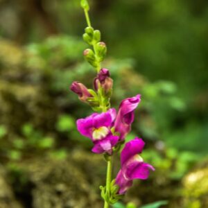 POLYPODIUM VULGARE, L, POLIPODIO COMUNE, POLYPODIACEAE, EMISFERO BOREALE - 4357