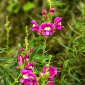 POLYPODIUM VULGARE, L, POLIPODIO COMUNE, POLYPODIACEAE, EMISFERO BOREALE - 4356