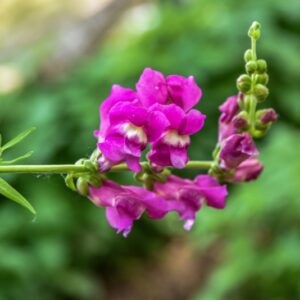 POLYPODIUM VULGARE, L, POLIPODIO COMUNE, POLYPODIACEAE, EMISFERO BOREALE - 4359