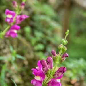 POLYPODIUM VULGARE, L, POLIPODIO COMUNE, POLYPODIACEAE, EMISFERO BOREALE - 4358