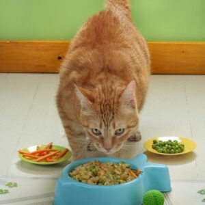 PREPARAZIONE PER GATTO + ARTURO - 4360