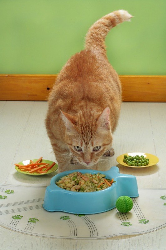 PREPARAZIONE PER GATTO + ARTURO - 4360
