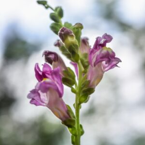 POLYPODIUM VULGARE, L, POLIPODIO COMUNE, POLYPODIACEAE, EMISFERO BOREALE - 4361