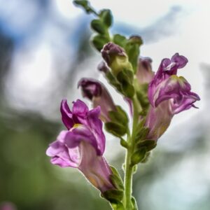 POLYPODIUM VULGARE, L, POLIPODIO COMUNE, POLYPODIACEAE, EMISFERO BOREALE - 4362