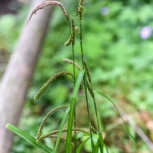 CAREX PENDULA HUDS, CARICE MAGGIORE, CYPERACEAE, EUROPA, ASIA