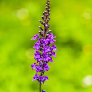 LINARIA PURPUREA, L, LINARIA PURPUREA, PLANTAGINACEAE, ENDEMICA ITALIANA, PURPLE TOADFLAX - 4370