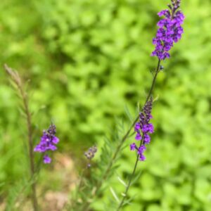LINARIA PURPUREA, L, LINARIA PURPUREA, PLANTAGINACEAE, ENDEMICA ITALIANA, PURPLE TOADFLAX - 4371
