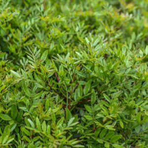 PISTACIA LENTISCUS, L, LENTISCO, ANACARDIACEAE, REGIONE MEDITERRANEA, MASTIC TREE - 4373