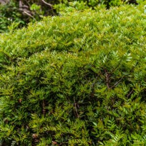 PISTACIA LENTISCUS, L, LENTISCO, ANACARDIACEAE, REGIONE MEDITERRANEA, MASTIC TREE - 4375