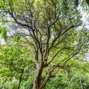 ARBUTUS UNEDO, L, CORBEZZOLO,  STRAWBERRY TREE, ERICACEAE, MEDITERRANEO