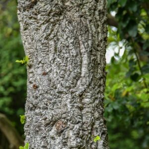 QUERCUS SUBER, L, QUERCIA DA SUGHERO, FAGACEAE, REGIONE MEDITERRANEA - 4379
