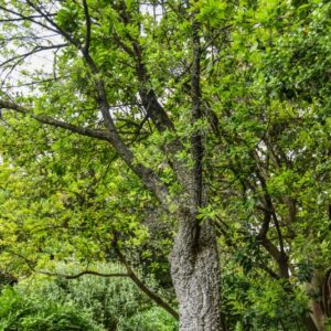 QUERCUS SUBER, L, QUERCIA DA SUGHERO, FAGACEAE, REGIONE MEDITERRANEA - 4380