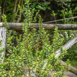 MYRTUS COMMUNIS, L, MIRTO, MYRTLE, MYRTACEAE, MEDITERRANEO - 4382