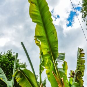 MUSA BASJOO, BANANO GIAPPONESE, HARDY BANANA, MUSACEAE, CHINA, GIAPPONE - 4383