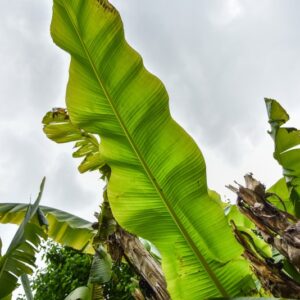 MUSA BASJOO, BANANO GIAPPONESE, HARDY BANANA, MUSACEAE, CHINA, GIAPPONE - 4384