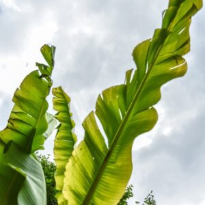 MUSA BASJOO, BANANO GIAPPONESE, HARDY BANANA, MUSACEAE, CHINA, GIAPPONE - 4385