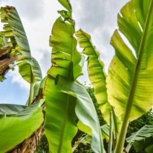 MUSA BASJOO, BANANO GIAPPONESE, HARDY BANANA, MUSACEAE, CHINA, GIAPPONE - 4386