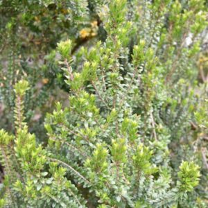 MYRTUS COMMUNIS, L, MIRTO, MYRTLE, MYRTACEAE, MEDITERRANEO - 4389