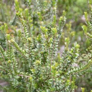 MYRTUS COMMUNIS, L, MIRTO, MYRTLE, MYRTACEAE, MEDITERRANEO - 4388