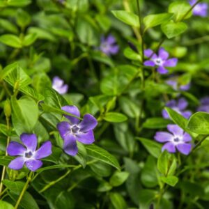 VINCA MAJOR, L, PERVINCA MAGGIORE, BIGLEAF PERIWINKLE, APOCYNACEAE,