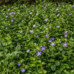 VINCA MAJOR, L, PERVINCA MAGGIORE, BIGLEAF PERIWINKLE, APOCYNACEAE,