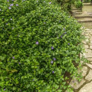 VINCA MAJOR, L, PERVINCA MAGGIORE, BIGLEAF PERIWINKLE, APOCYNACEAE,