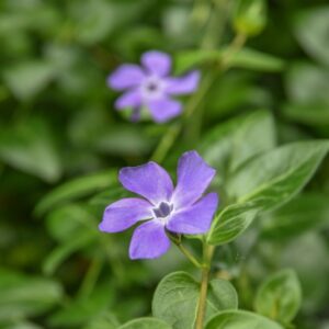 VINCA MAJOR, L, PERVINCA MAGGIORE, BIGLEAF PERIWINKLE, APOCYNACEAE,