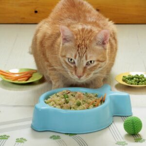 PREPARAZIONE PER GATTO + ARTURO - 4397