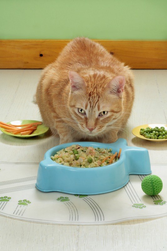 PREPARAZIONE PER GATTO + ARTURO - 4397