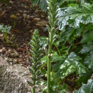 ALLIUM TRIQUETRUM, L, AGLIO TRIQUETRO, THREE-CORNERED LEEK, AMARYLLIADACEAE, MEDITERRANEO