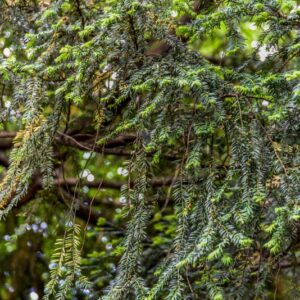 TAXUS BACCATA, L, TASSO, ALLBERO DELLA MORTE, ENGLISH YEW, TAXACEAE, EUROPA, ASIA MINORE, AFRICA SETTENTRIONALE